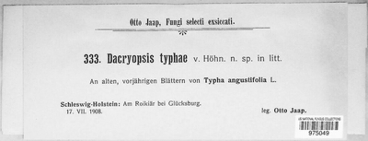 Dacryopsis image